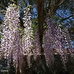 Podere 3 Querce Bauernhof *